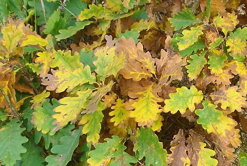 I colori dell''autunno...